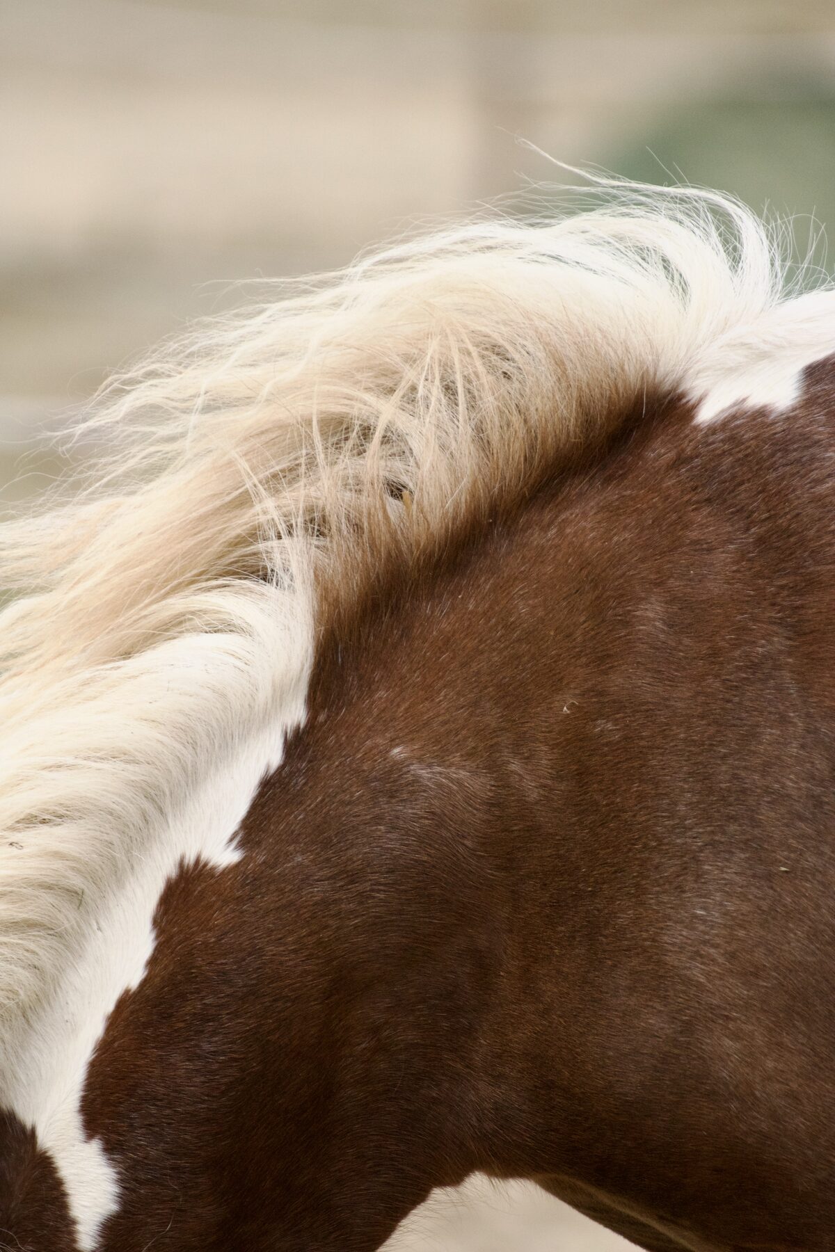 [EXEMPLE] Pompon, Poney Français de Selle